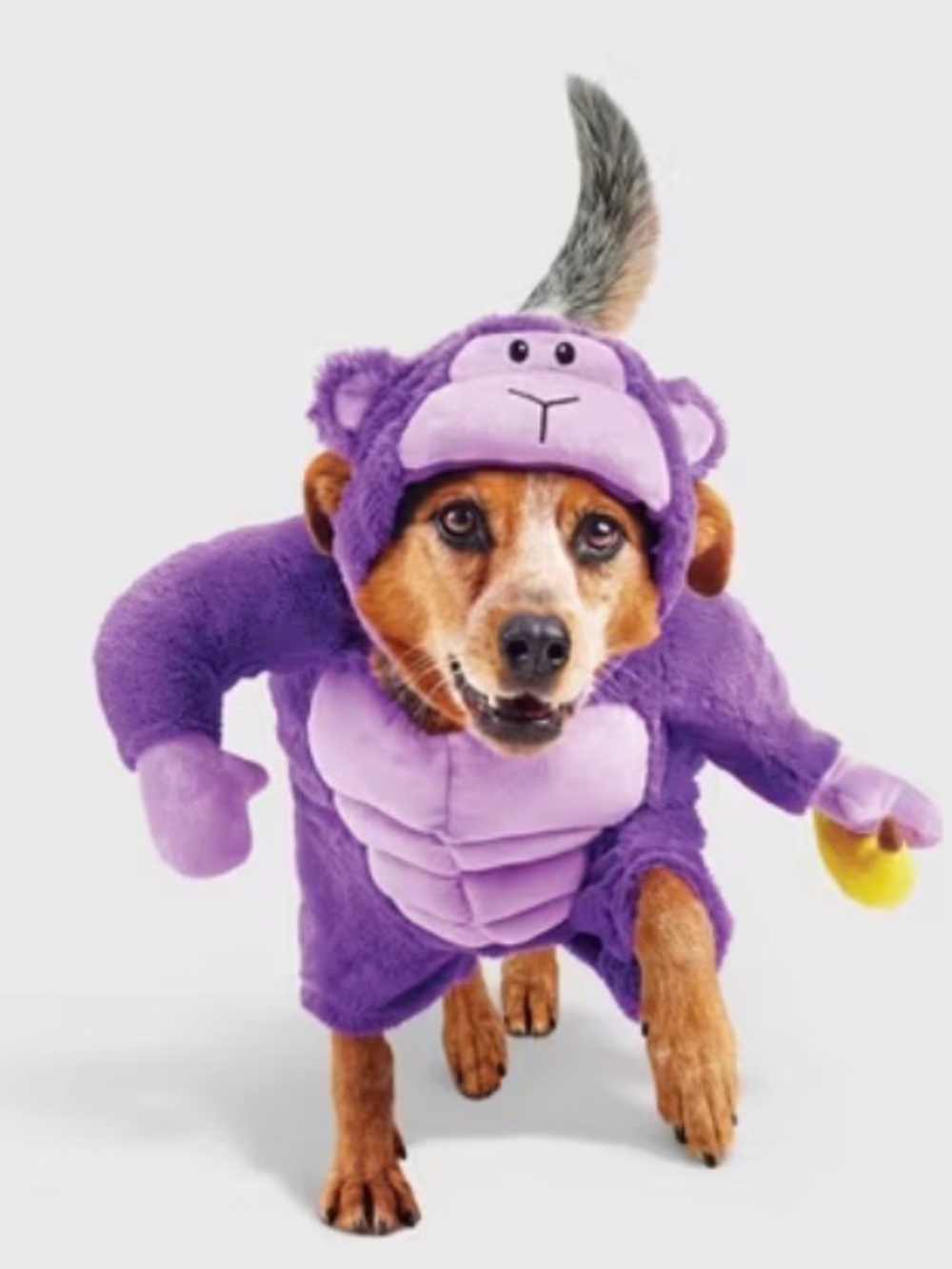 Halloween Gorilla Dog Frontal Costume with Banana Toy - Size: XS (Up to 10 lbs.)